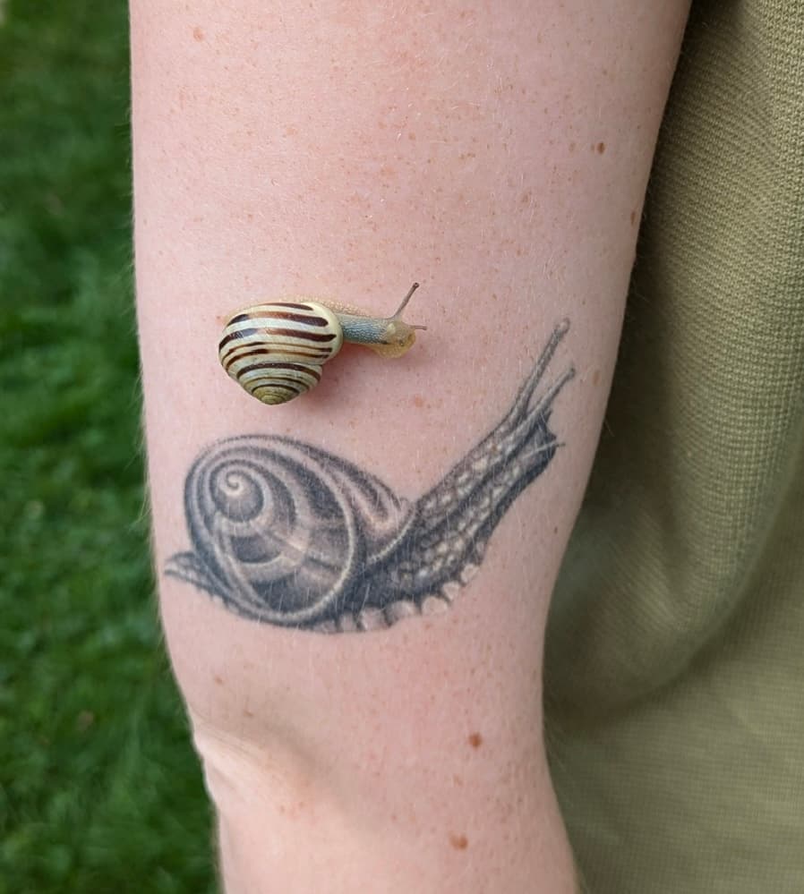 Healed snail 